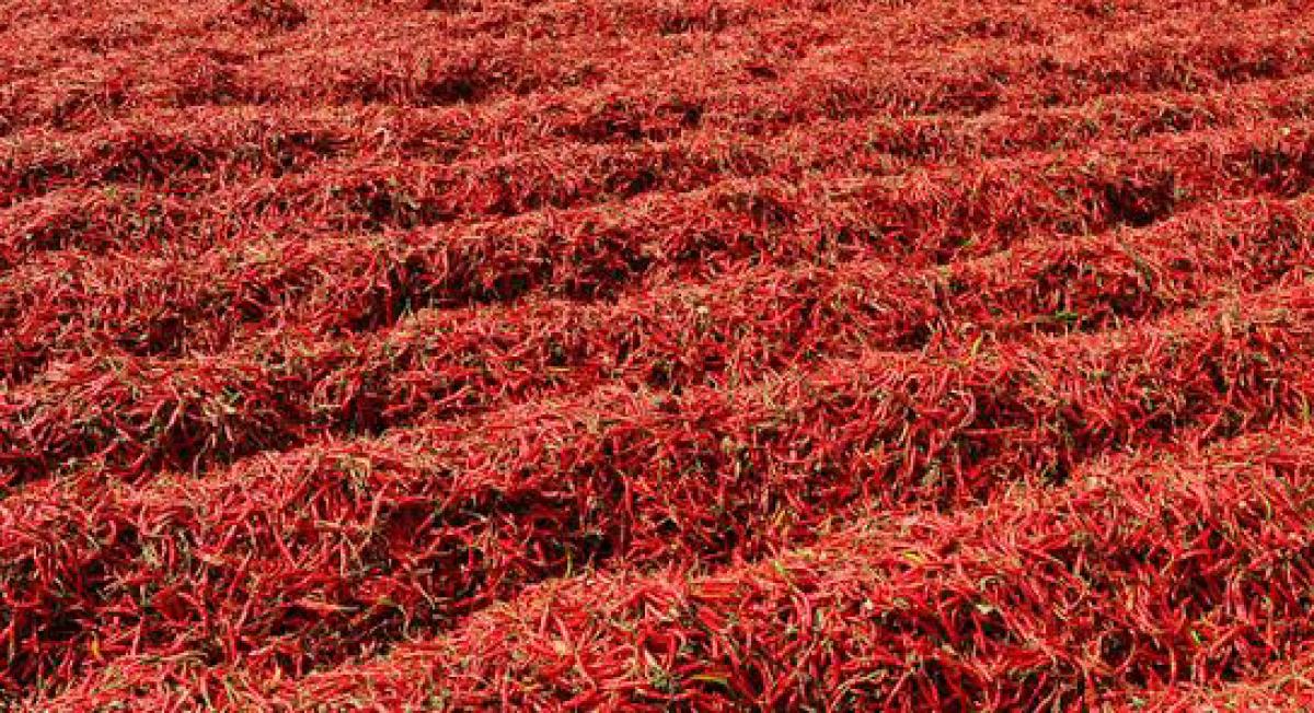 Great potential for export of Guntur chillies